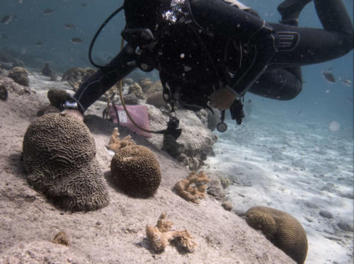 CoralRestoration-2