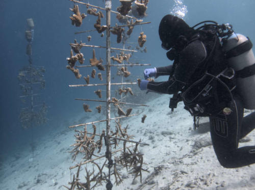 CoralRestoration-4